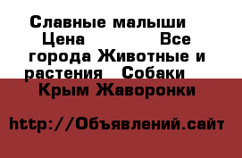 Славные малыши! › Цена ­ 10 000 - Все города Животные и растения » Собаки   . Крым,Жаворонки